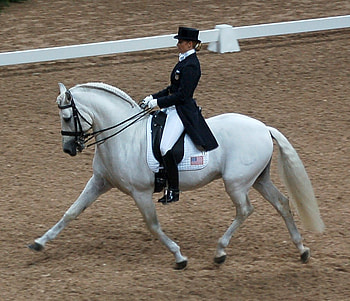 Test, spanish, andalusian, horses, white, dressage HD wallpaper