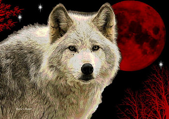 White wolf, white, moon, red, stars, wolf, wild HD wallpaper