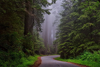 A tranquil winding road through a misty forest filled with tall trees and vibrant greenery. HD wallpaper