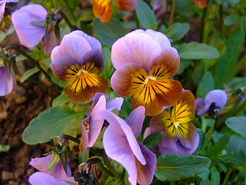 Flowers, Leaves, Pansies, Close-Up HD wallpaper