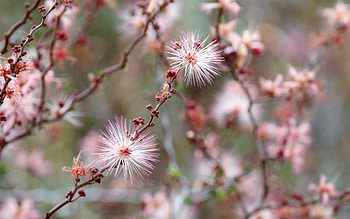 Calliandra, nature, bloom, flower HD wallpaper