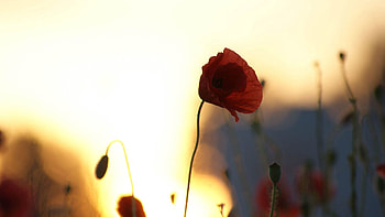 Flower, Macro, Shine, Light, Shadow, Poppy HD wallpaper