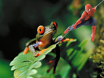 Upss:D, color, landscape, other, colors, frog, abstract, funny, jungle, spiderman HD wallpaper
