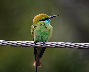 Cute, adorable, colorful, bird HD wallpaper