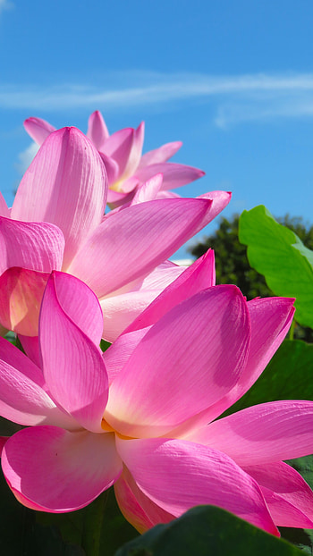 Pink lotus petals, Close-up HD phone wallpaper