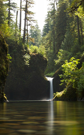 Rainforest bliss, Dual monitor exclusive, Nature's grandeur, Reddit's best HD phone wallpaper