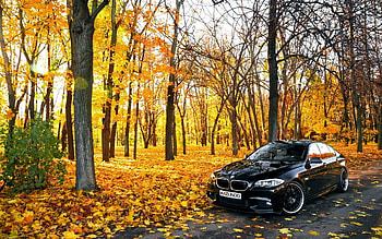 Black BMW In Forest, forest, autumn, cars, black, bmw HD wallpaper