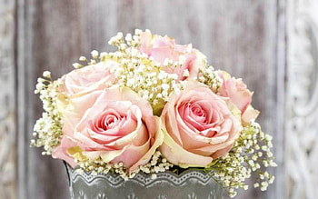 Pink Rose, rose, pink, flowers, bloom HD wallpaper