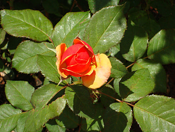 Orange-yellow Rose, rose, orange, florida, yellow HD wallpaper