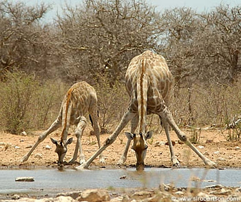 Giraffe HD wallpaper
