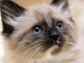 Animals, Cats HD wallpaper