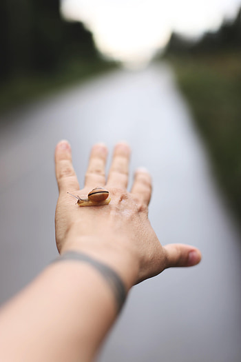 Hand, Miscellanea, Miscellaneous, Blur, Smooth, Snail, Fingers HD phone wallpaper