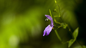 Purple, amazing, one, flower HD wallpaper