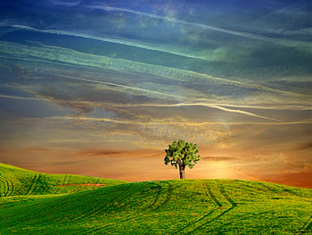 only to be with you , sky, 3d, green, tree HD wallpaper