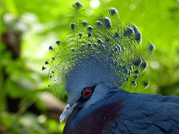 Animals, Feather, Bird, Dove HD wallpaper