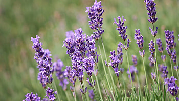 Lavender plants, Violet flowers HD wallpaper