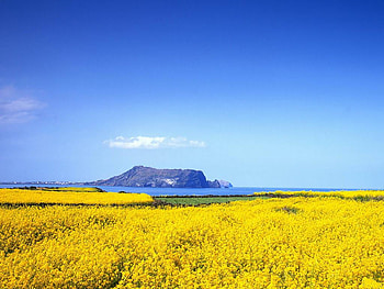 The-yellow-field-and-blue-sky, blue, yellow, landscape, clouds, fields, sky, nature HD wallpaper