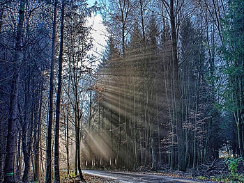 Light in Trees, in trees, beautiful, , light HD wallpaper