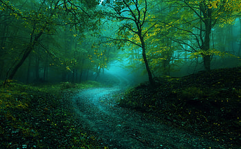 Green Forest, Green, Nature, Forest, tree HD wallpaper