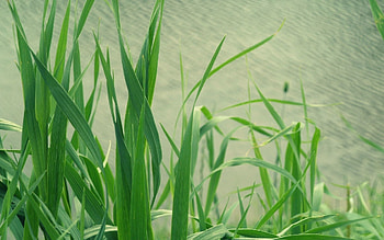Water, Grass, Plant, Macro HD wallpaper