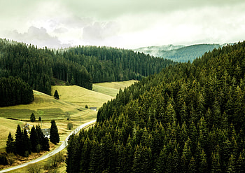 Black forest, green, trees, nature HD wallpaper
