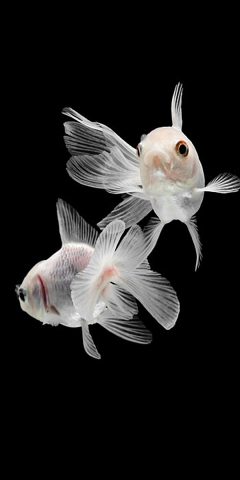 Gold Fish, Nature, Animals , Fish HD phone wallpaper