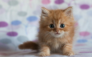 Ginger kitten, Radiant fur, Stunning beauty, Adorable mischief HD wallpaper