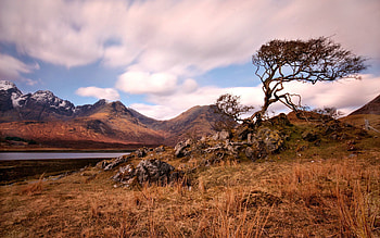 Landscape, Nature, Mountains, Wood, Tree HD wallpaper