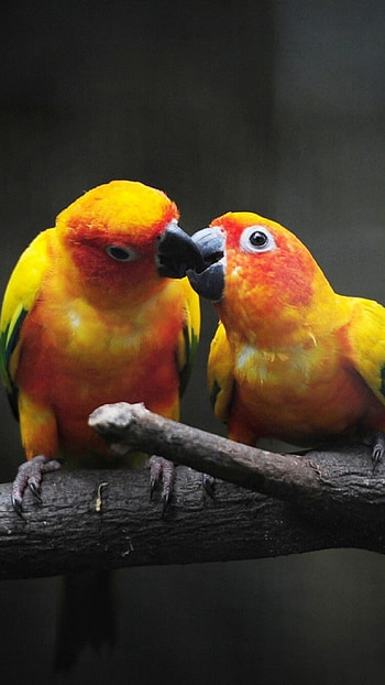 Love Birds, Cute Birds HD phone wallpaper