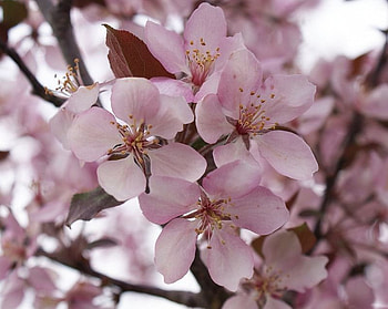 Soft Pink Blossoms, spring, tree, blossoms HD wallpaper