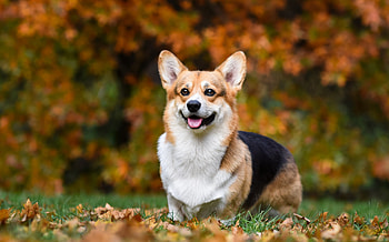 Corgi care guide, Personality, History, Training HD wallpaper