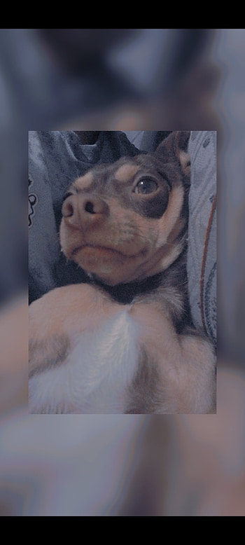 Perrito modo serio, head, jaw HD phone wallpaper