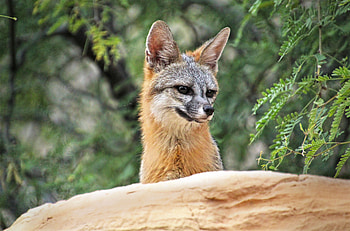 Animals, Fox, Sweetheart, Nice, Ears, Beast HD wallpaper