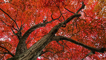 Maple fever, Red maple tree scene, Autumn scenes, Maple tree HD wallpaper