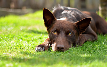 Animals, Summer, Dog, Field, Sight, Opinion HD wallpaper