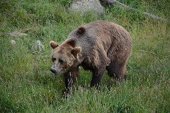 Animals, Grass, Bear, Stroll HD wallpaper