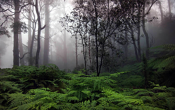 Rainy forest charm, nature wonder, Serene backgrounds, Peaceful serenity HD wallpaper