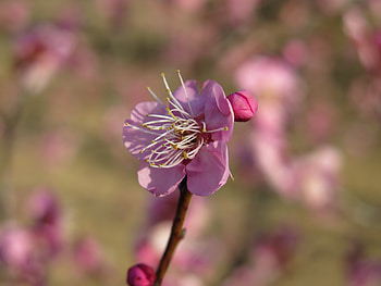 Flowers, Plum, Flower, Bloom, Flowering, Branch HD wallpaper