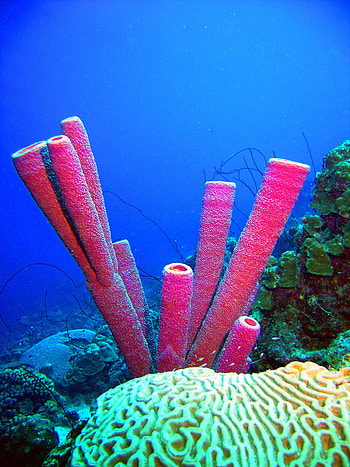 Purple tube sponges, Marine graphy, Turtle tattoo inspiration, Incredible creatures HD phone wallpaper