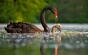 Black Swan, , Background , Bird HD wallpaper