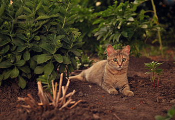 kitty, waiting, garden, cat, playing HD wallpaper