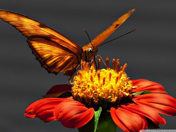 Landing on a Daisy, beautiful, wild, orange, beauty, close up, butterflies, background, butterfly, animals, daisy, flower, , nature, lovely, macro HD wallpaper