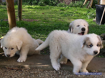 PLEASE ADOPT US WERE FRIENDLY, adorable cute, needed, is, home HD wallpaper