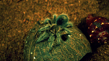 Animals, Surface, Spider, Coconut HD wallpaper