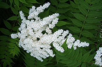 Flowers, Leaves, Branches, Bloom, Flowering, Greens, Spring, Rowan HD wallpaper