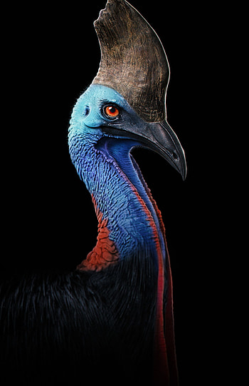 Beautiful bird species, Cassowary graphy, Australian avian wonder, Fascinating creature HD phone wallpaper