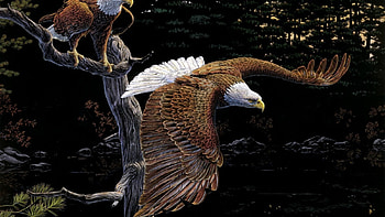 in flight, flying, proud, birds, eagle HD wallpaper