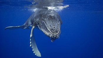 whale, aquatic, sea, animal, big, mammal, lovely HD wallpaper