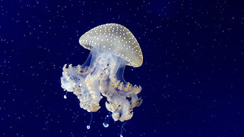 Ethereal sea creatures, Mesmerizing movements, Jellyfish biology, Delicate tentacles HD wallpaper