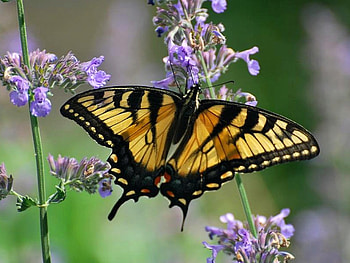 Beautiful Butterfly, cool, beautiful, butterfly HD wallpaper